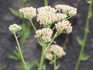 Achillea ligustica / Millefoglio ligure